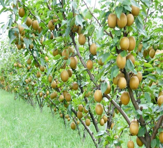 梨树耐寒大揭秘：从零下三十度到气候适应的智慧